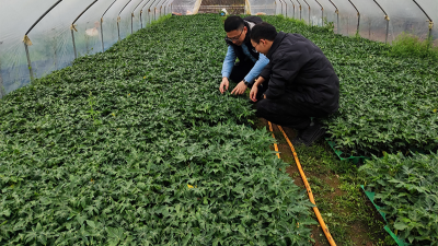 木瓜种植季——人生就是博-尊龙凯时源头守护品质，铸就酶好未来